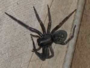 Atrax robustus